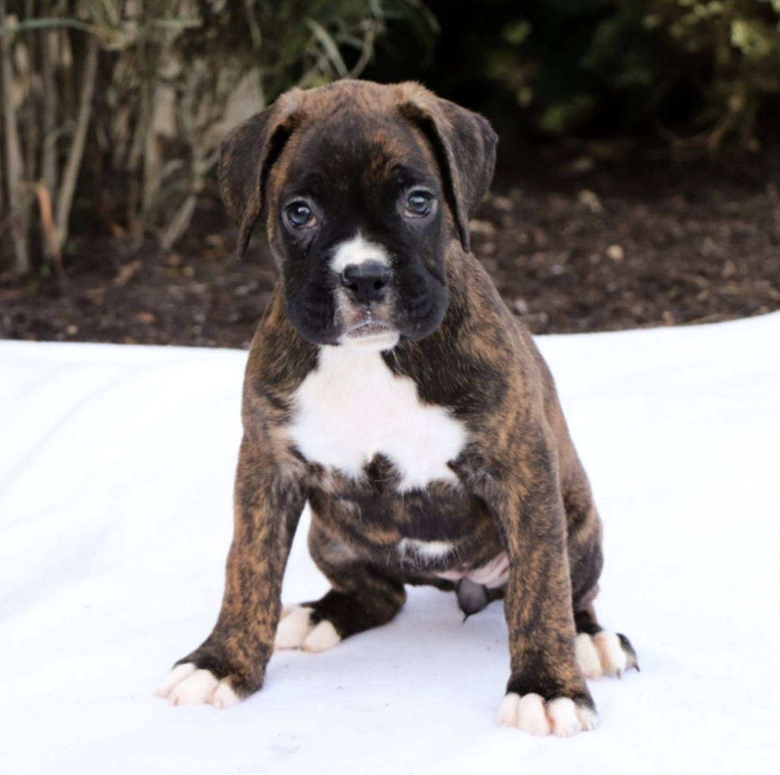 comprar cachorros sanos, baratos y asequibles para la venta